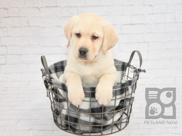 English Labrador Retriever-DOG-Female-Yellow-32830-Petland Novi, Michigan