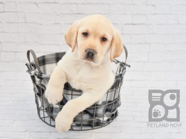 English Labrador Retriever-DOG-Female-Yellow-32831-Petland Novi, Michigan