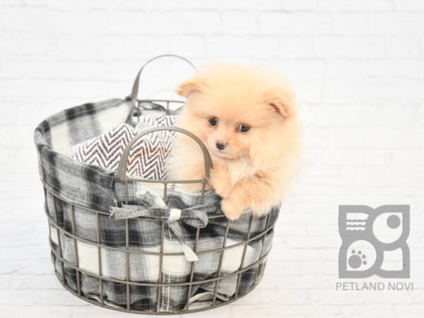 Pomeranian-DOG-Female-Cream-32832-Petland Novi, Michigan