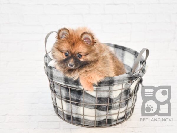 Pomeranian DOG Female Sable 32833 Petland Novi, Michigan