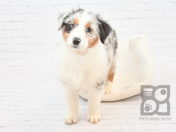 Australian Shepherd DOG Male Blue Merle 32838 Petland Novi, Michigan