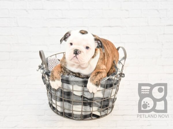 English Bulldog DOG Female Brindle & White 32834 Petland Novi, Michigan