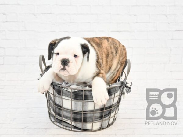 English Bulldog DOG Male Brindle & White 32835 Petland Novi, Michigan