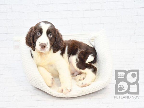 English Springer Spaniel DOG Male Liver & White 32837 Petland Novi, Michigan