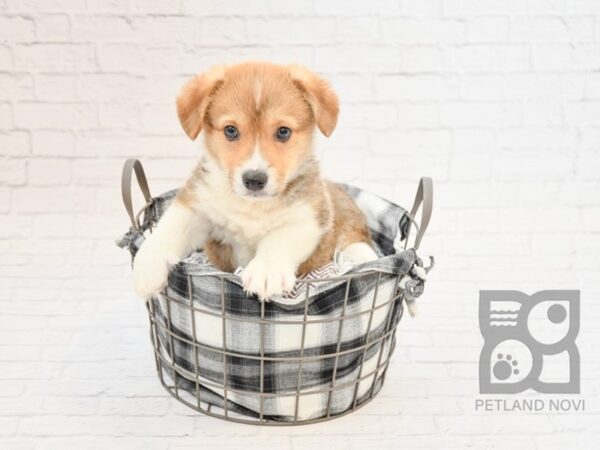 Pembroke Welsh Corgi DOG Male Red 32840 Petland Novi, Michigan