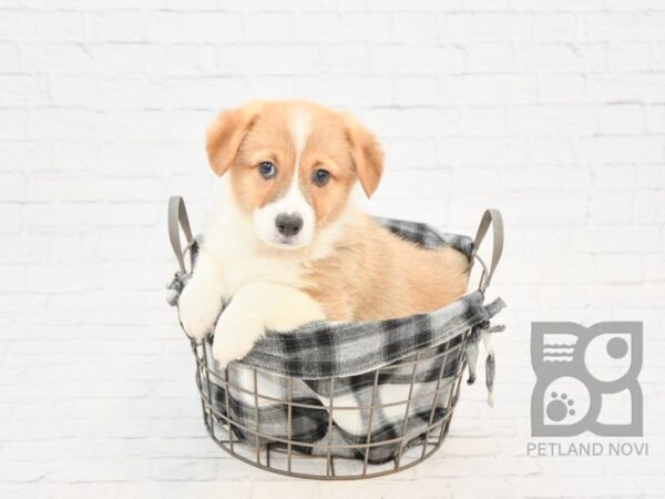 Pembroke Welsh Corgi-DOG-Male-Tri-32841-Petland Novi, Michigan