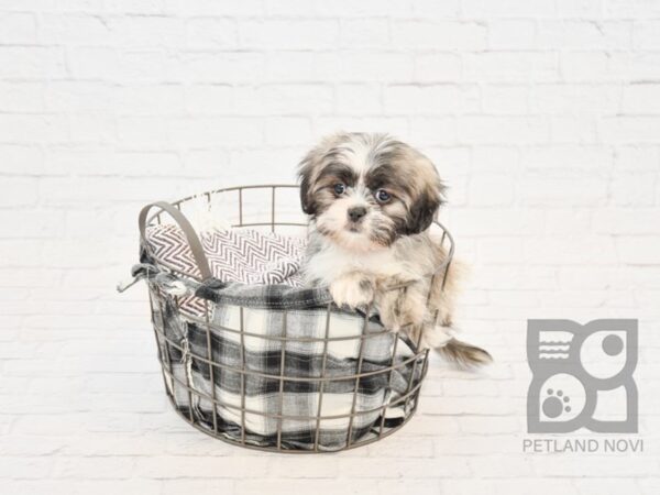 Teddy Bear-DOG-Female-Brown White-32842-Petland Novi, Michigan