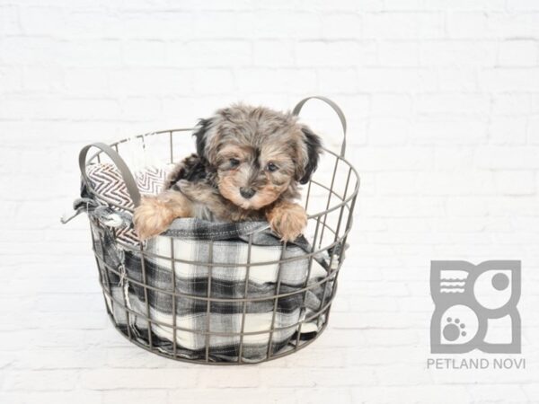 Yorkie Poo-DOG-Female-CHOC MERLE-32843-Petland Novi, Michigan