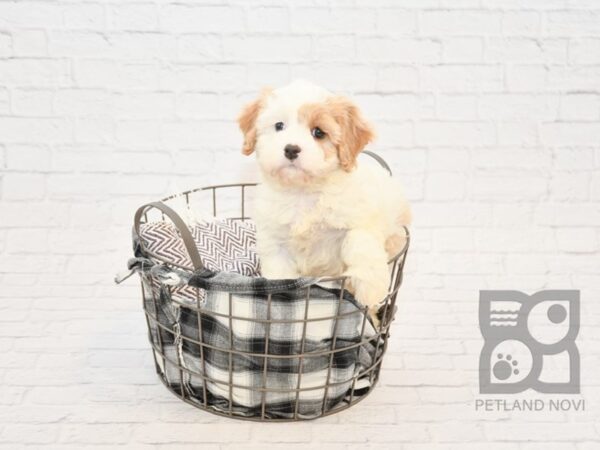 Cavachon DOG Female BLENHEIM 32844 Petland Novi, Michigan