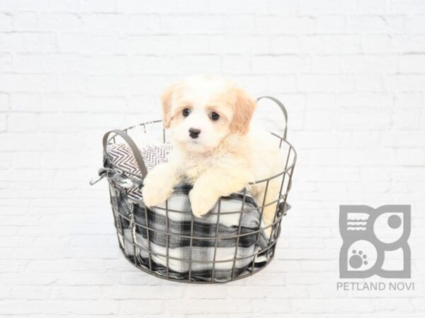 Cavachon DOG Male BLENHEIM 32845 Petland Novi, Michigan