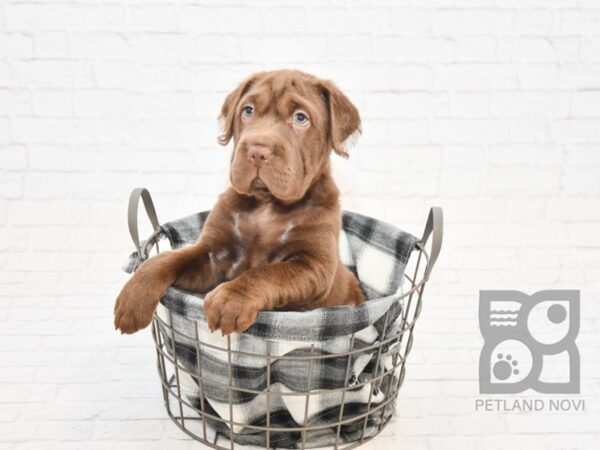 Mini Hippo-DOG-Male-CHOC-32846-Petland Novi, Michigan