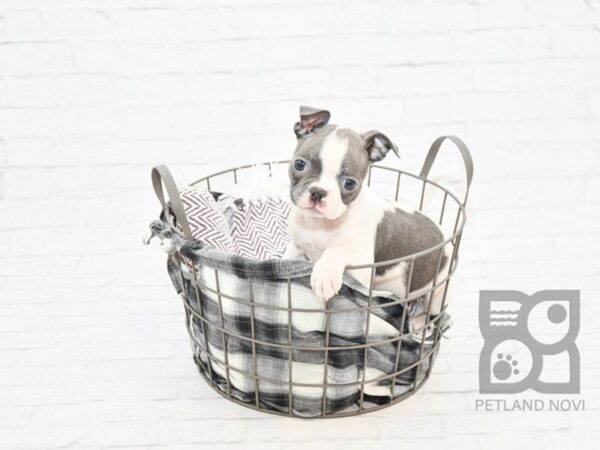 Boston Terrier DOG Female BLUE WHITE 32847 Petland Novi, Michigan