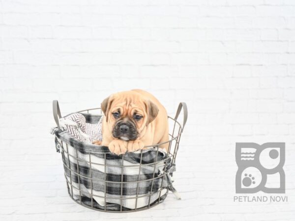 English Bulldog Puggle DOG Female FAWN 32848 Petland Novi, Michigan