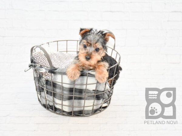 Yorkshire Terrier DOG Male BLKTAN 32849 Petland Novi, Michigan