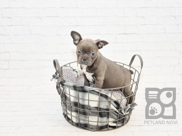 Frenchton DOG Female blue 32850 Petland Novi, Michigan