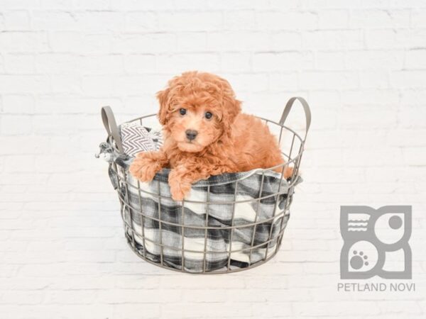 Bichon Poo DOG Female RED 32851 Petland Novi, Michigan