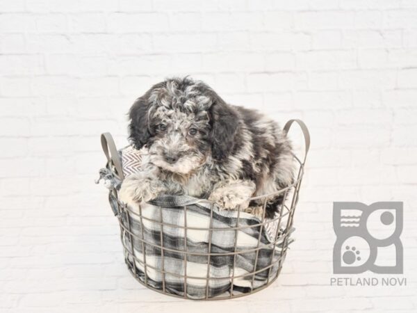 Bichon Poo DOG Male BLUE MERLE 32852 Petland Novi, Michigan