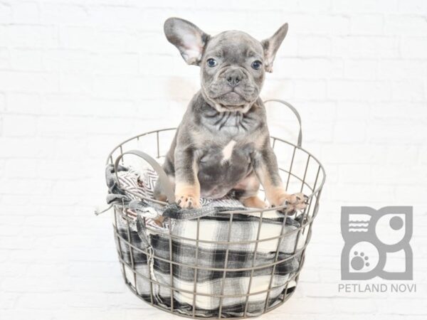 French Bulldog DOG Male BLUE TAN 32853 Petland Novi, Michigan