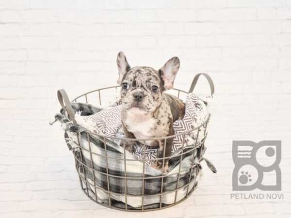 French Bulldog DOG Male MERLE 32854 Petland Novi, Michigan