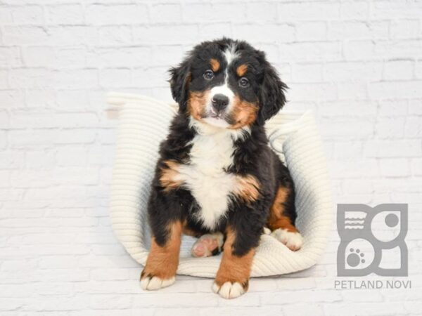 Mini Bernese-DOG-Female-Tri-32855-Petland Novi, Michigan