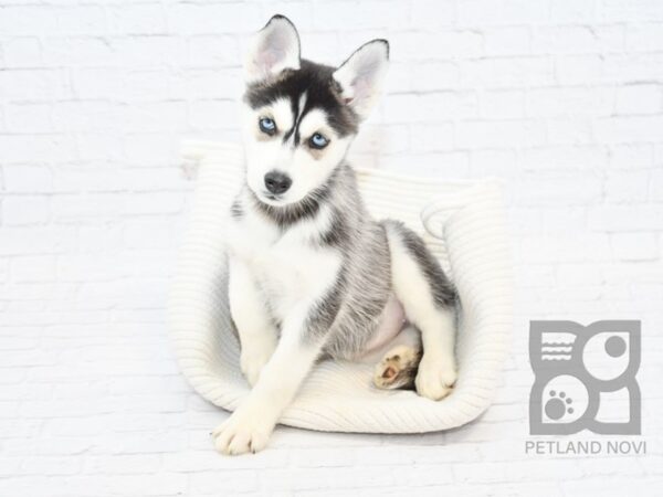 Siberian Husky-DOG-Female-Black White-32857-Petland Novi, Michigan