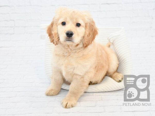 Petite Golden Retriever DOG Male Red 32858 Petland Novi, Michigan