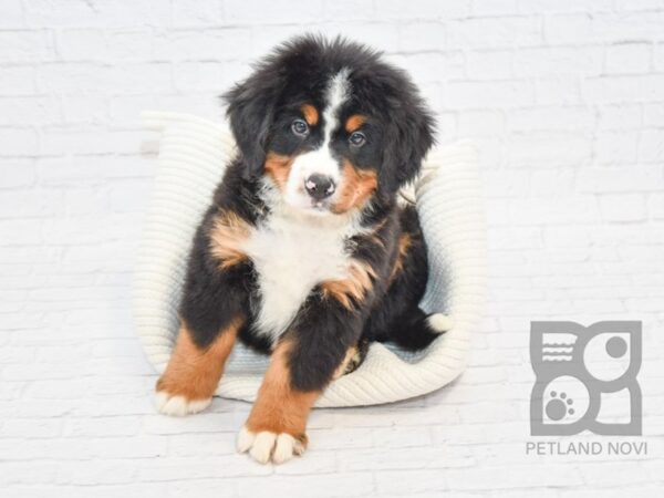 Bernese Mountain Dog DOG Male Tri 32859 Petland Novi, Michigan