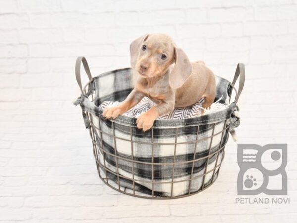 Dachshund-DOG-Female-Isabella-32862-Petland Novi, Michigan