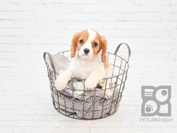 Cavalier King Charles Spaniel-DOG-Male-Blenheim / White-32863-Petland Novi, Michigan