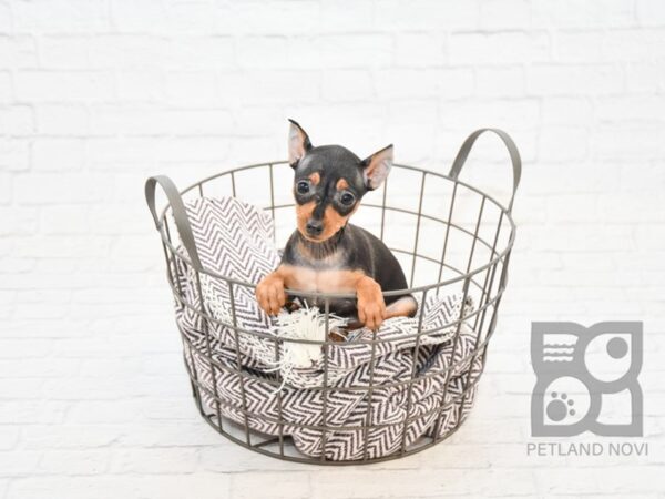 Miniature Pinscher DOG Female Black / Tan 32864 Petland Novi, Michigan