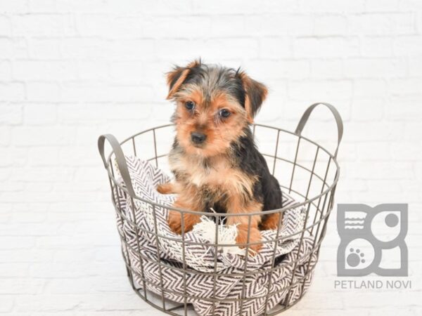 Silky Terrier DOG Female Black / Tan 32865 Petland Novi, Michigan