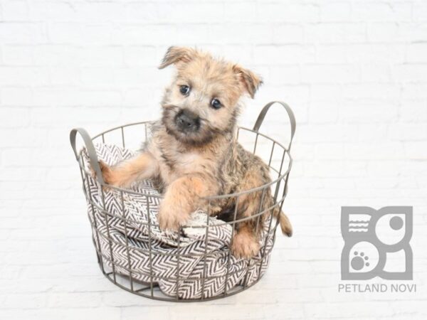 Cairn Terrier DOG Female Wheaten 32866 Petland Novi, Michigan