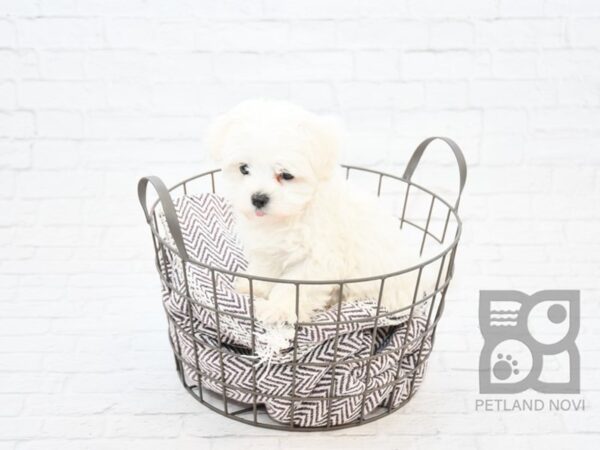 Maltese DOG Male White 32867 Petland Novi, Michigan