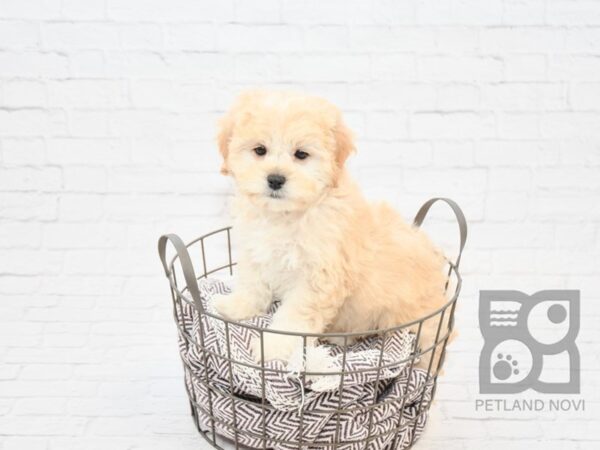 Shihpoo DOG Female Tan / White 32868 Petland Novi, Michigan