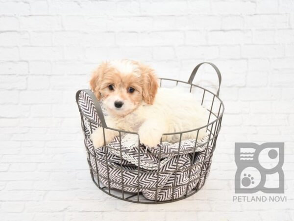 Cavachon DOG Male BLENHEIM 32869 Petland Novi, Michigan