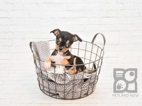 Chihuahua DOG Male BLK TAN 32870 Petland Novi, Michigan