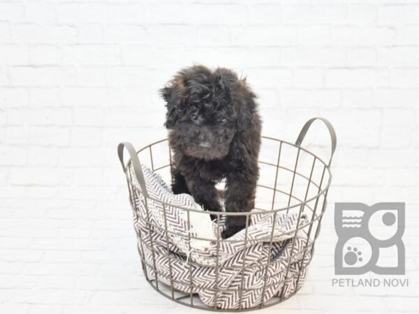 Miniature Poodle-DOG-Male-BLK-32871-Petland Novi, Michigan