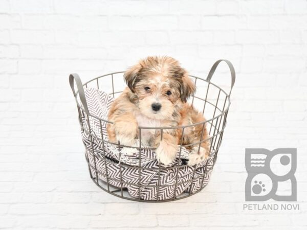 Shorkie DOG Female BEIGE 32872 Petland Novi, Michigan