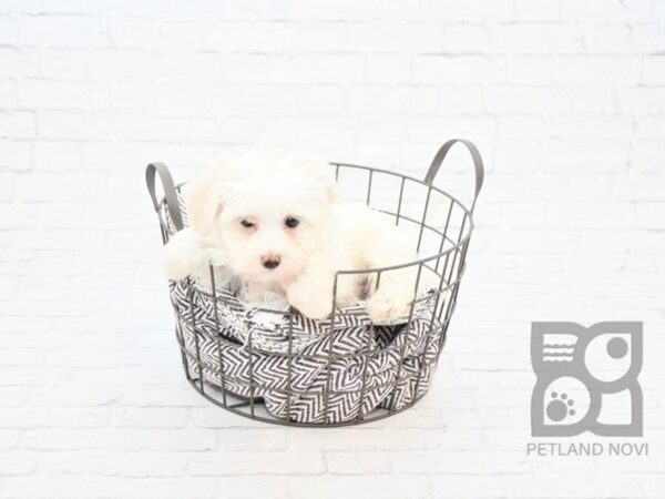 Bichonpoo DOG Male WHITE 32873 Petland Novi, Michigan