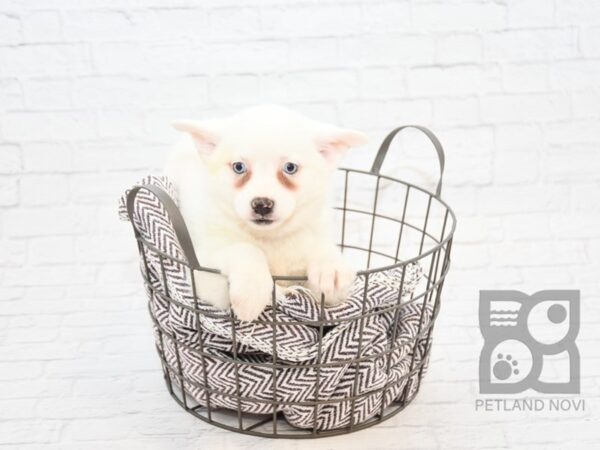 Pomsky-DOG-Female-White-32875-Petland Novi, Michigan