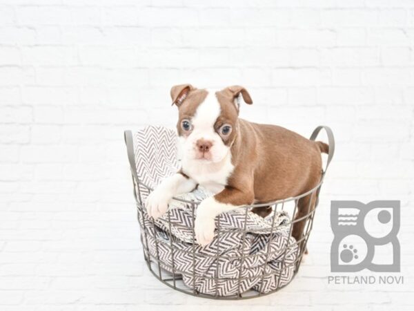 Boston Terrier DOG Male RED WHITE 32876 Petland Novi, Michigan