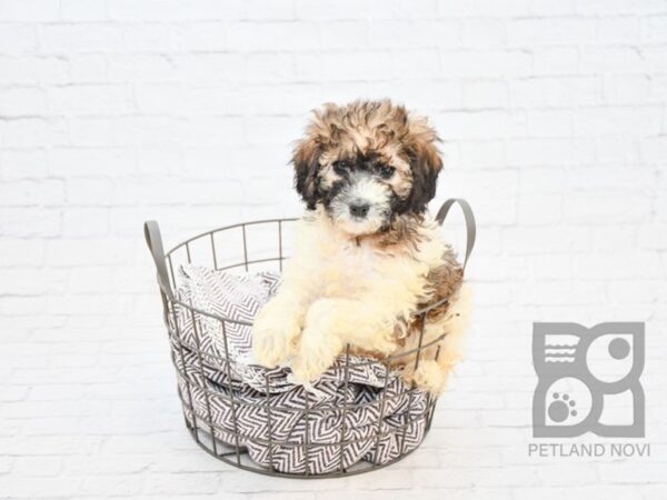 Mini Newfiepoo-DOG-Female-Brown & White-32879-Petland Novi, Michigan