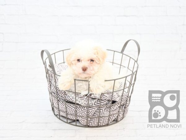 Havanese DOG Male Cream 32880 Petland Novi, Michigan