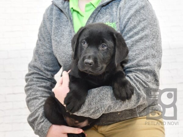 English Labrador Retriever DOG Female Black 32882 Petland Novi, Michigan