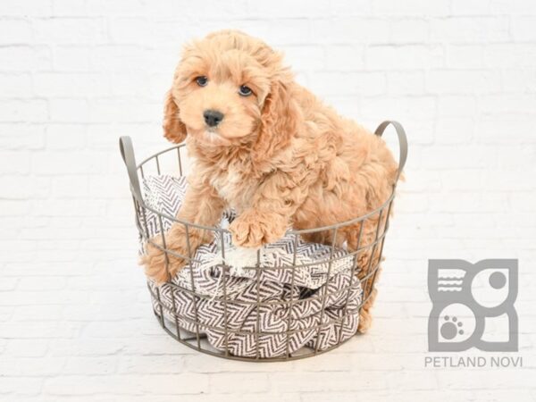 Cockapoo DOG Male Buff 32884 Petland Novi, Michigan