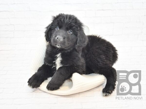 Newfoundland DOG Male Black 32885 Petland Novi, Michigan