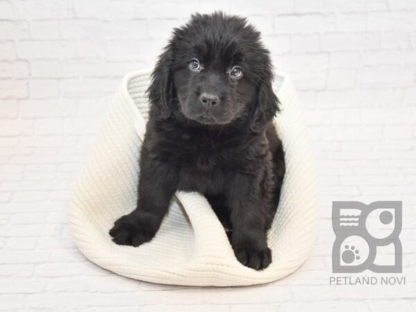 Newfoundland DOG Female Black 32886 Petland Novi, Michigan