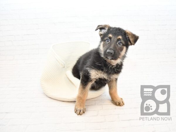 German Shepherd DOG Male Black & Tan 32887 Petland Novi, Michigan