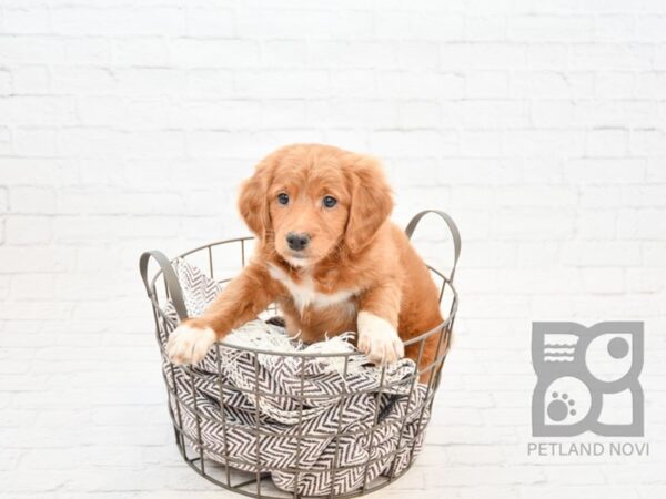 F2 MINI GOLDENDOODLE DOG Male Red 32888 Petland Novi, Michigan