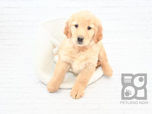 Golden Retriever DOG Female Golden 32889 Petland Novi, Michigan